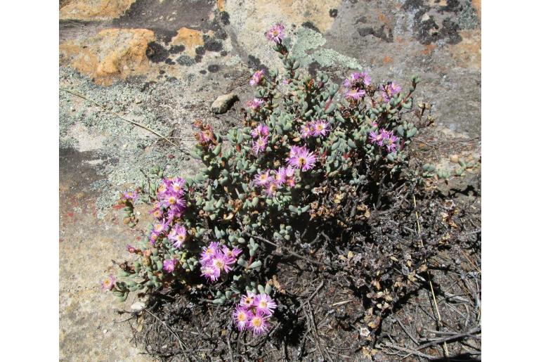 Oscularia lunata 10618