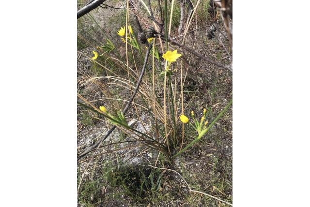 Bobartia met lange spruiten