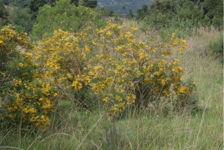 Calpurnia glabrata -10622