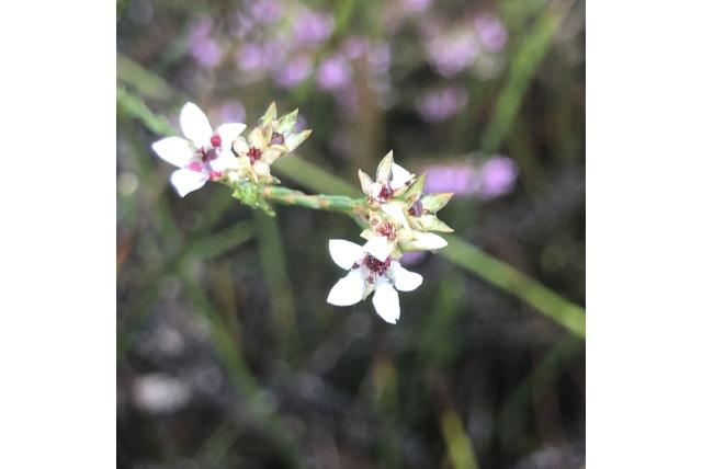 Langharige diosma