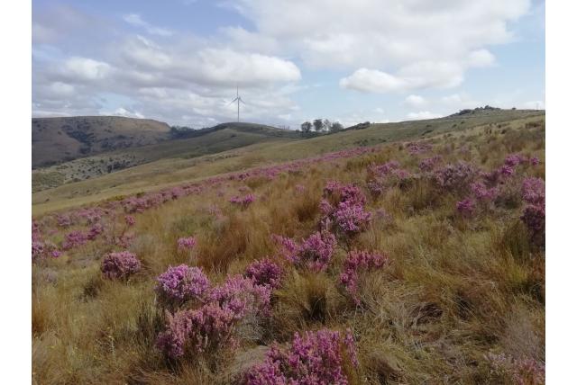 Chamisso's heide