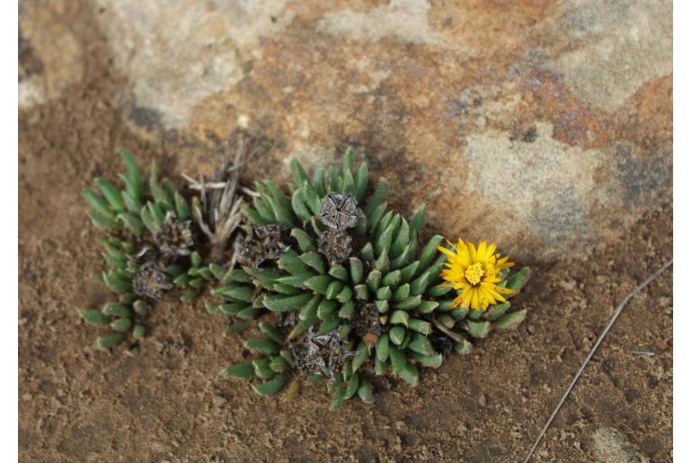 Bergeranthus katbergensis&nbsp;10629