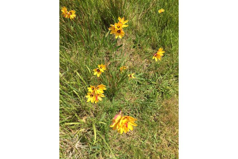 Ixia fuscocitrina 10633