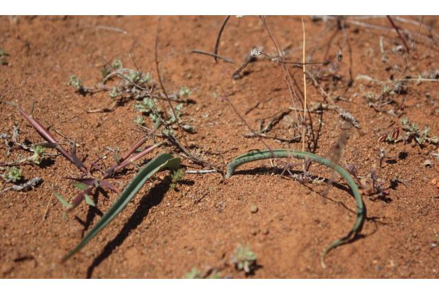 Blauwblad lachenalia