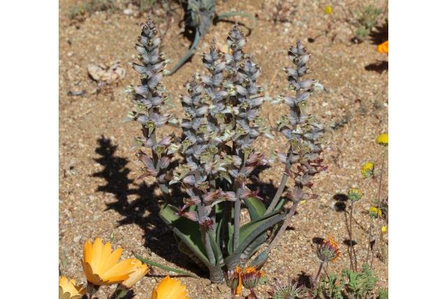 Onopvallende lachenalia Onopvallende lachenalia