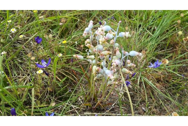Wright's lachenalia Wright's lachenalia