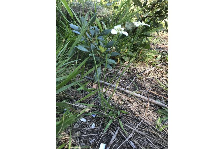 Moraea cantharophila -10653