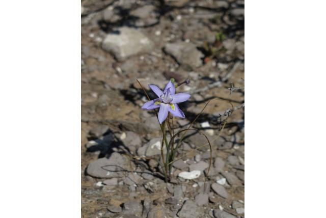 Blauwe moraea