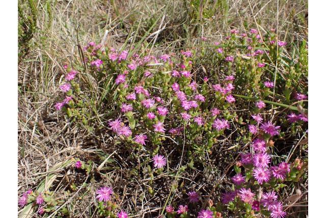 Knysna esterhuysenia Knysna esterhuysenia