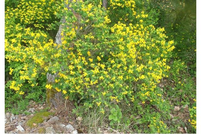 Cytisus met sessiel blad