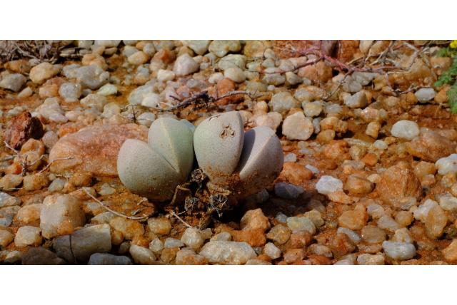 Kleinharige Dinteranthus Kleinharige Dinteranthus