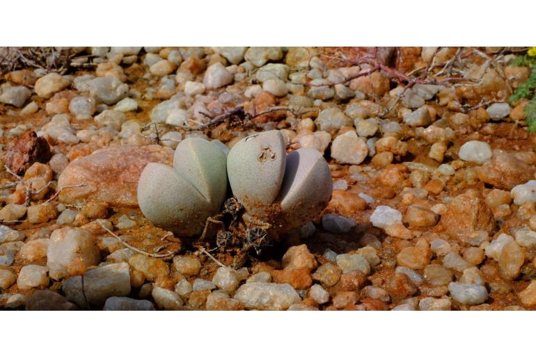 Dinteranthus puberulus 10667