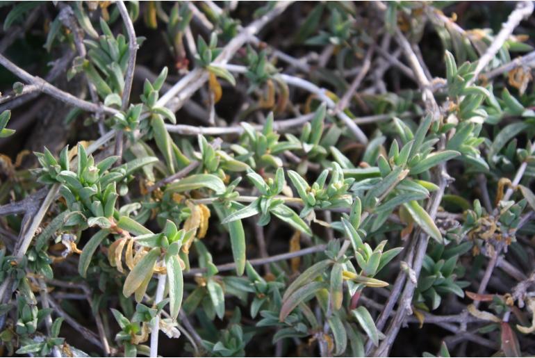 Delosperma truteri&nbsp;10668