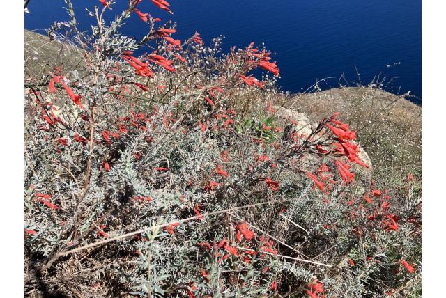 Californische fuchsia