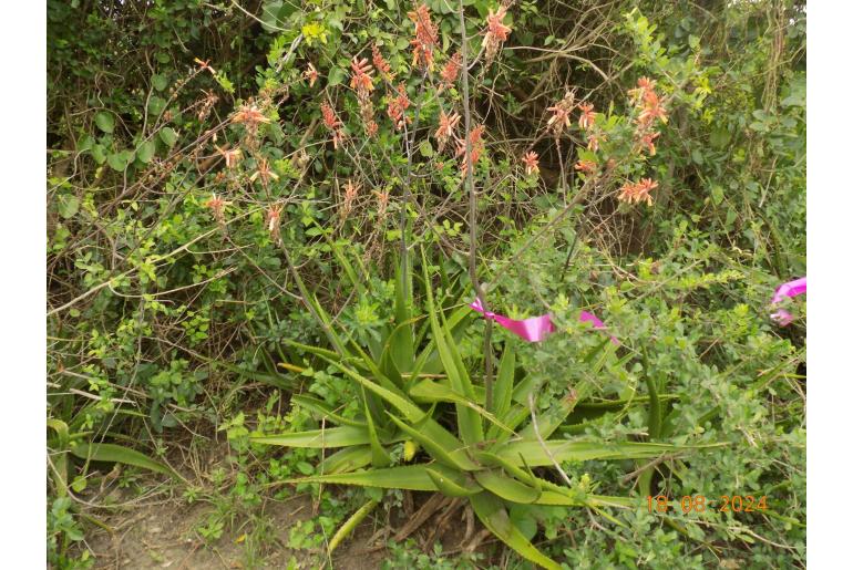 Aloe butiabana&nbsp;10682