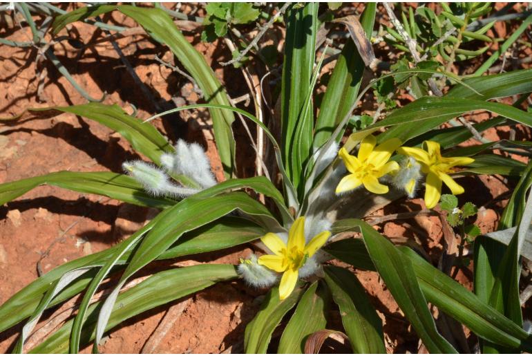 Hypoxis stellipilis&nbsp;10682