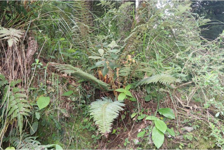 Polystichum squarrosum&nbsp;10694