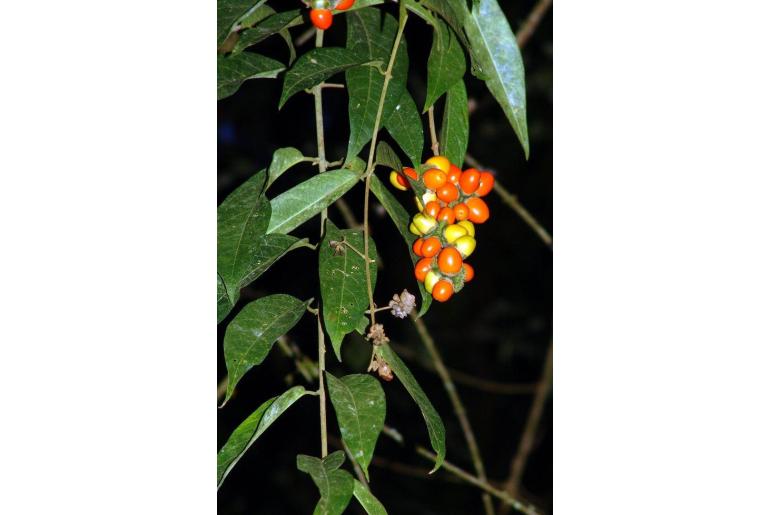 Aegiphila spicata -10713