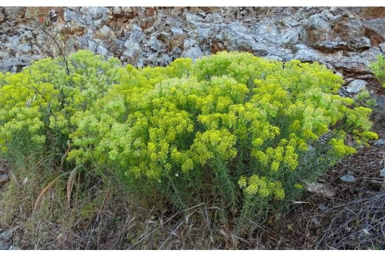Odontarrhena lesbiaca -10715