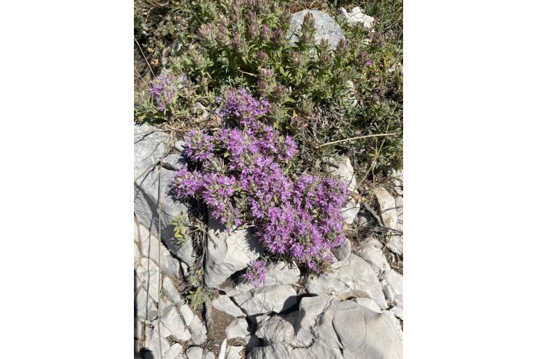 Thymus holosericeus&nbsp;10716