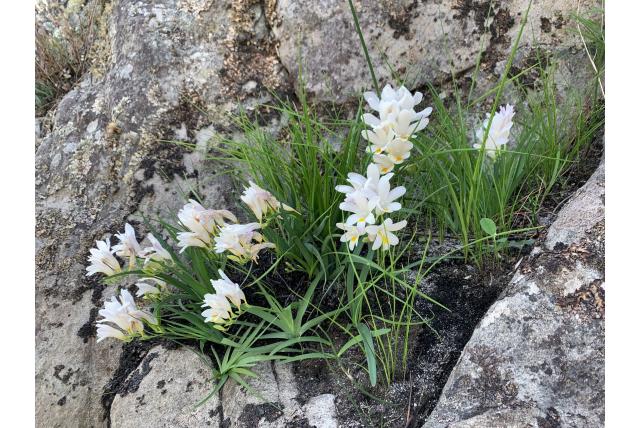 Vroegbloeiende Freesia