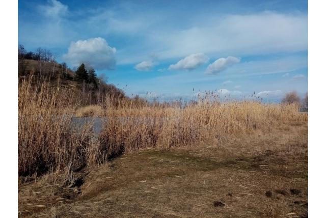 Echt riet