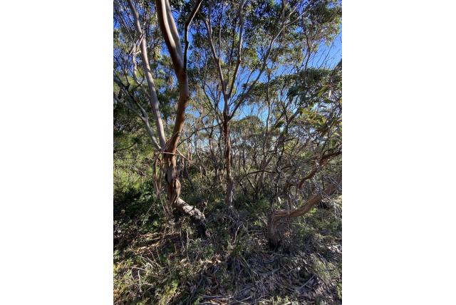 Kitson's Eucalyptus Kitson's Eucalyptus