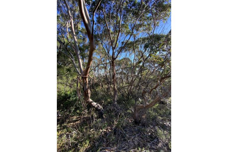 Eucalyptus kitsoniana 10728