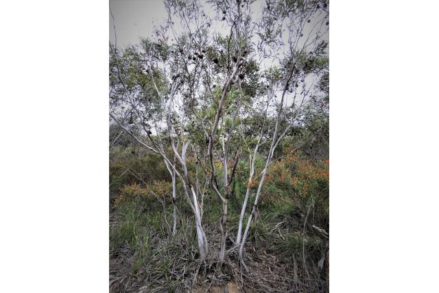 Lehmann's Eucalyptus