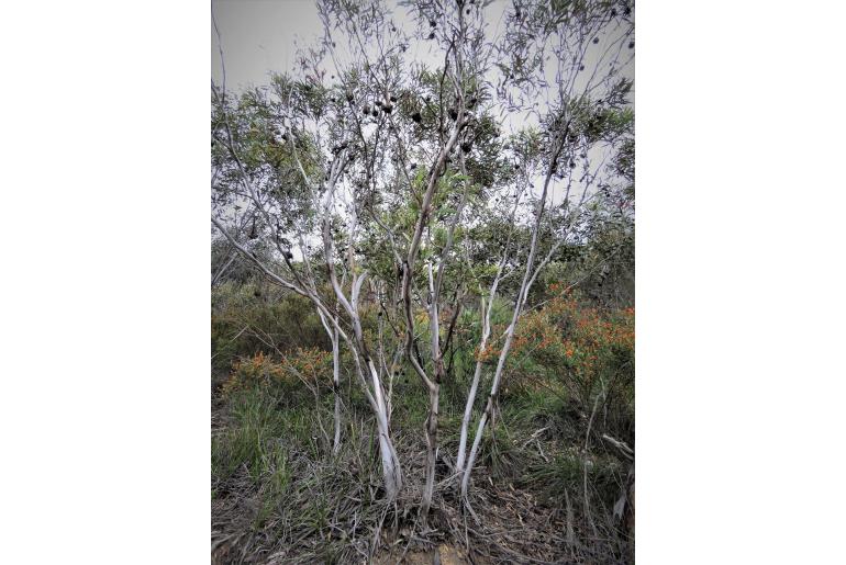 Eucalyptus lehmannii 10729