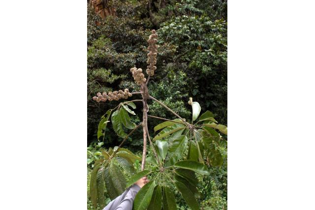 Weberbauer's paraplu boom