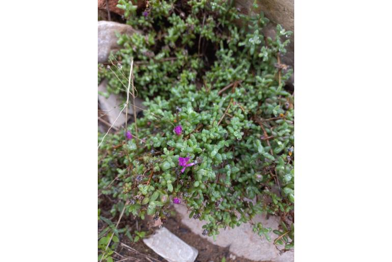 Delosperma peersii&nbsp;10740