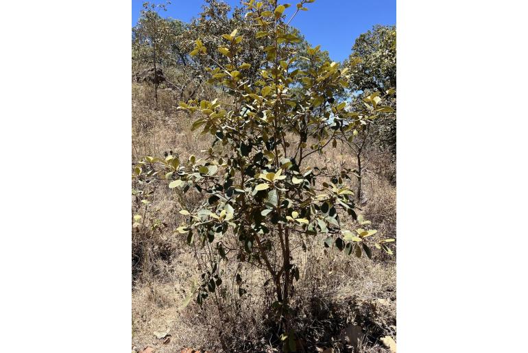 Clethra mexicana -10754