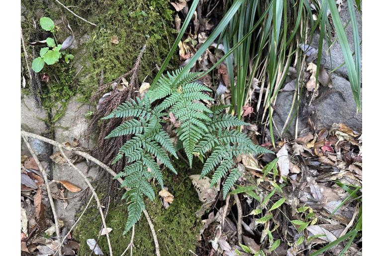Dryopteris bissetiana&nbsp;10757