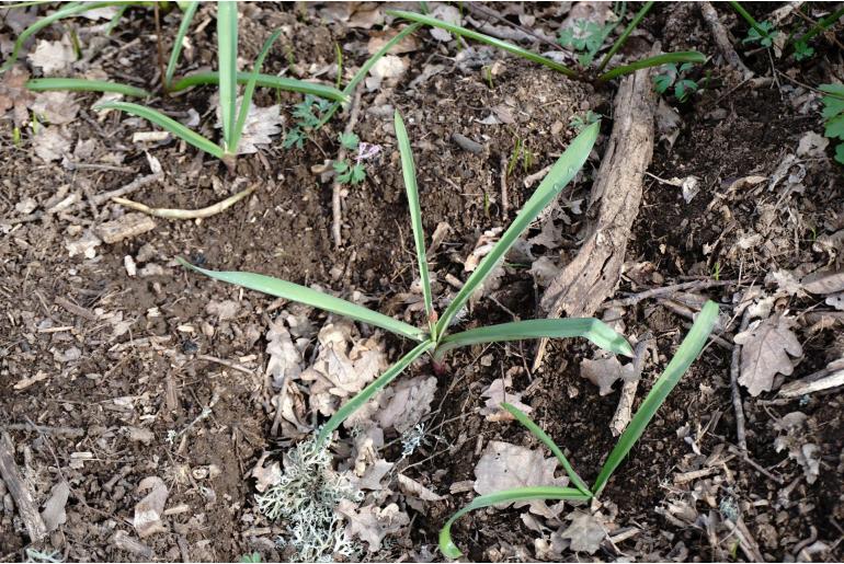 Allium decipiens -10770