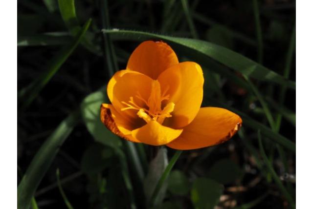 Balansa's krokus