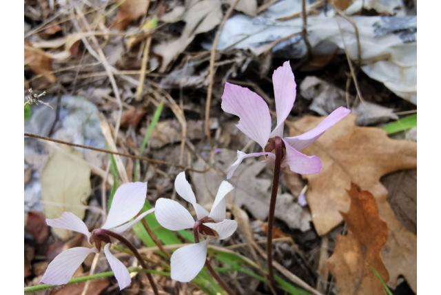 Onbezoedelde cyclaam