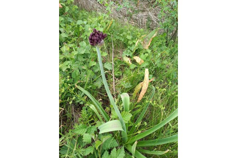 Allium atropurpureum -10789