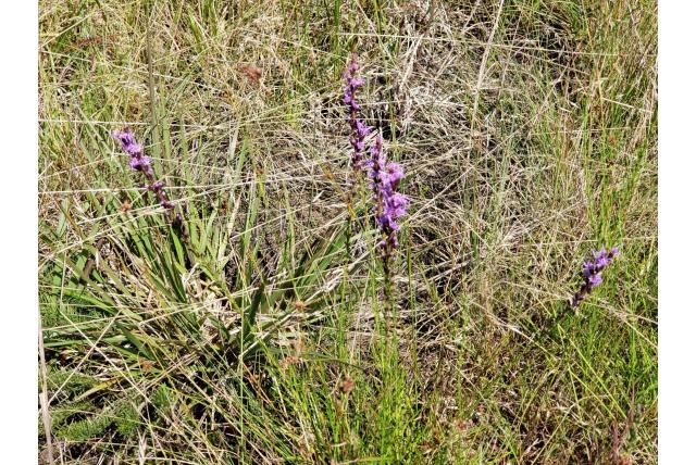 Kleinkop prachtschaarde