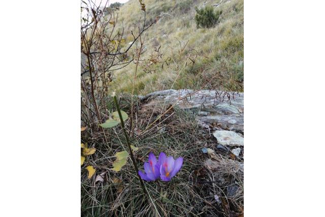 Krokus van Ligurië