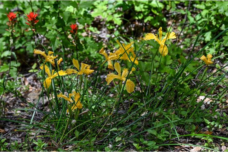 Iris innominata -10808