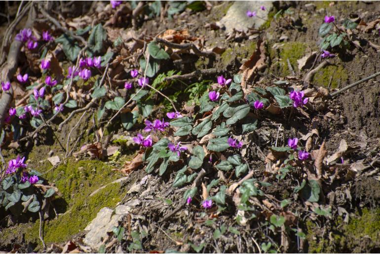Cyclamen elegans -10811