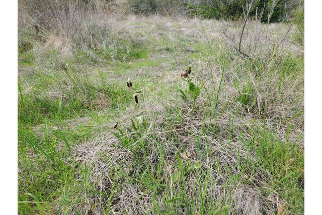 Tweebloemige fritillaria