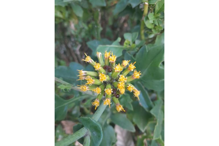 Solanecio angulatus 10817