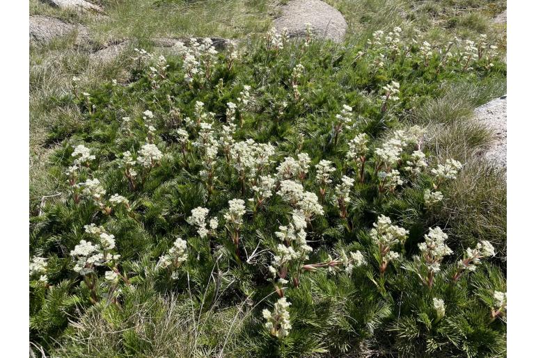 Aciphylla glacialis -10824
