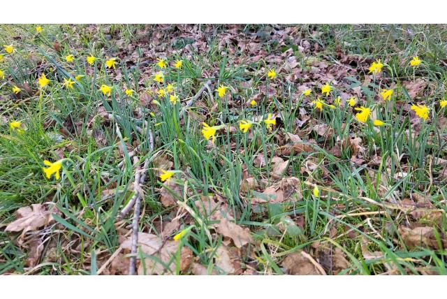 Narcis met taps toelopende bloemen