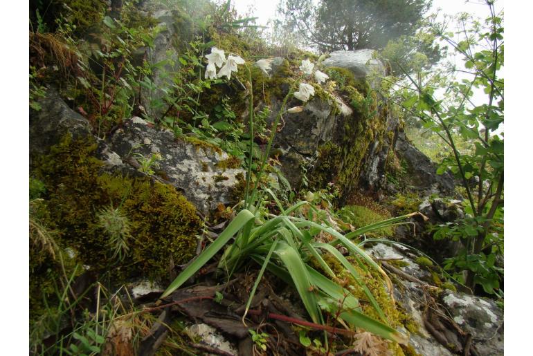 Ornithogalum reverchonii 10843