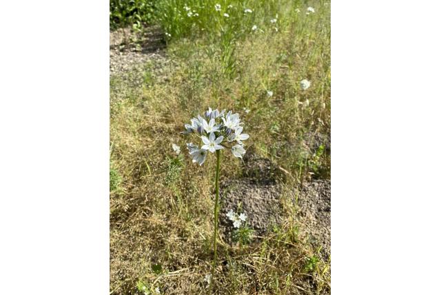 Witte brodiaea