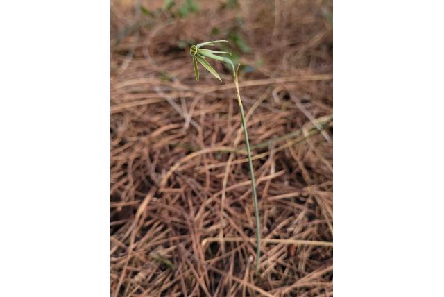 Groenbloeiende narcis