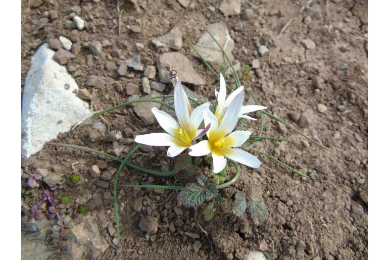 Romulea bulbocodium var leichtliniana 10852